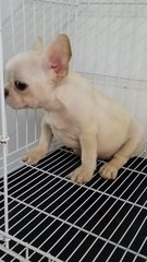 Creamy French Bulldog Male 35 - French Bulldog Dog