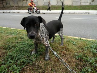 小黑 - Mixed Breed Dog