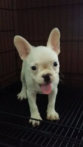 Female French Bulldog Purewhite 36 - French Bulldog Dog