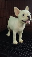 Female French Bulldog Purewhite 36 - French Bulldog Dog