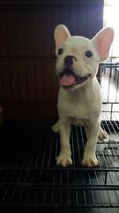 Female French Bulldog Purewhite 36 - French Bulldog Dog