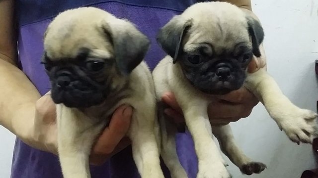 Female Pug Pug Puppies 37 - Pug Dog