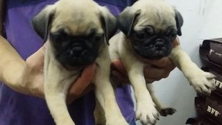 Female Pug Pug Puppies 37 - Pug Dog