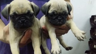 Female Pug Pug Puppies 37 - Pug Dog