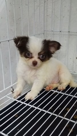 Male Chihuahua Puppy 22 - Chihuahua Dog