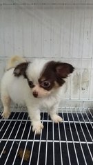 Male Chihuahua Puppy 22 - Chihuahua Dog