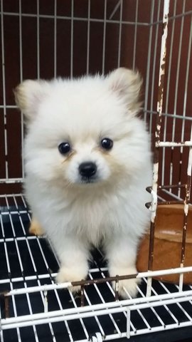 Creamwhite Male Pomeranian Puppy 36 - Pomeranian Dog