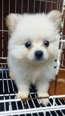 Creamwhite Male Pomeranian Puppy 36 - Pomeranian Dog