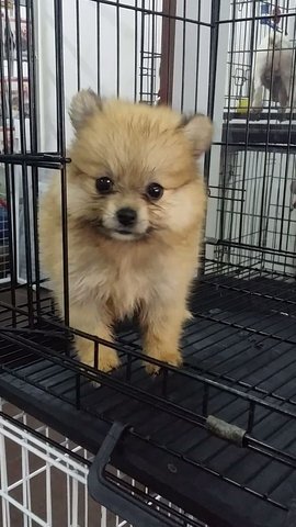 Female Red Sable Pomeranian Puppy 3 - Pomeranian Dog