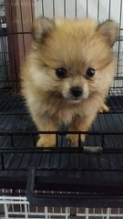 Female Red Sable Pomeranian Puppy 3 - Pomeranian Dog