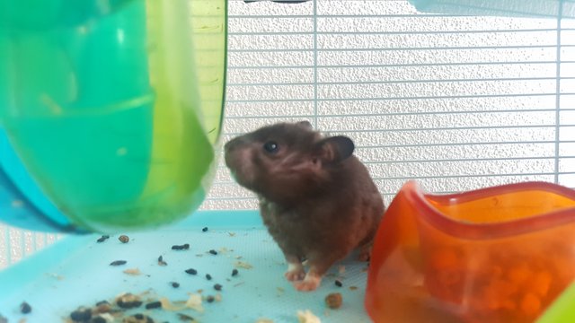 PF78186 - Syrian / Golden Hamster Hamster