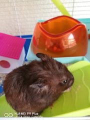 PF78186 - Syrian / Golden Hamster Hamster