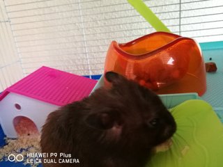 PF78186 - Syrian / Golden Hamster Hamster