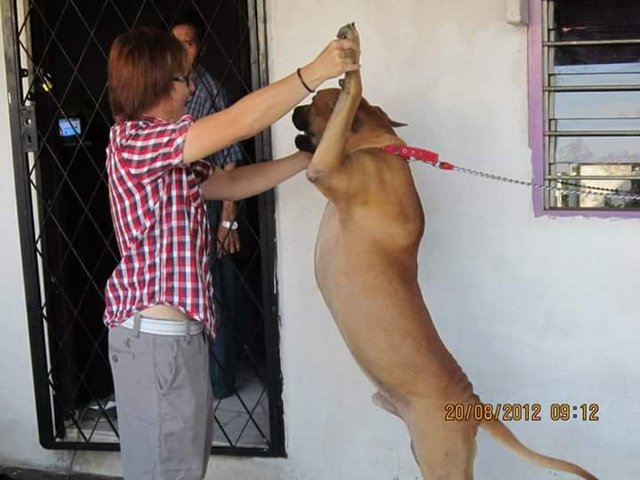 PF78190 - Bullmastiff Mix Dog