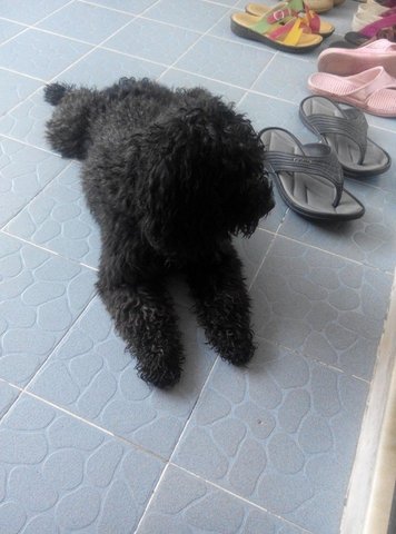 Small Poodle  - Poodle Dog