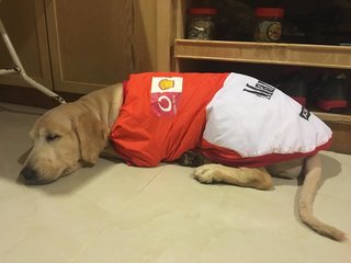 Creamy - Golden Retriever Dog