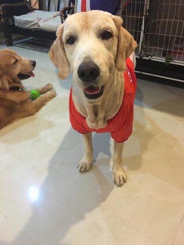 Creamy - Golden Retriever Dog