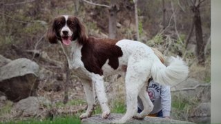 Jaap (Pronounced Yap) - Pointer Mix Dog