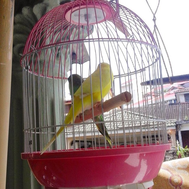 Malla And Topaz - Budgie/Budgerigar Bird