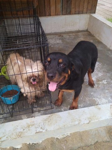 Rottweiler - Adoption - Rottweiler Dog