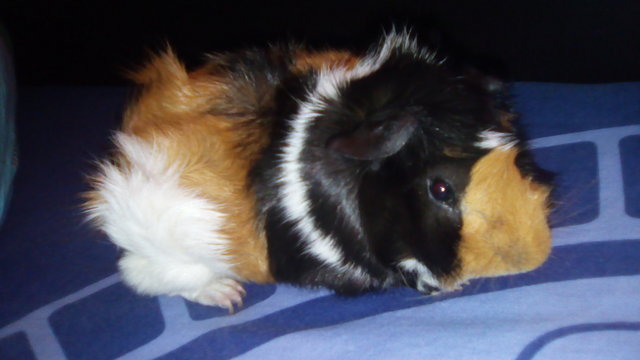 Hazel - Guinea Pig Small & Furry