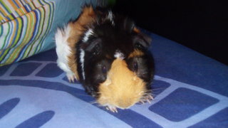 Hazel - Guinea Pig Small & Furry