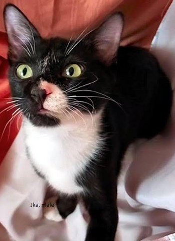 Jkids - Domestic Medium Hair Cat
