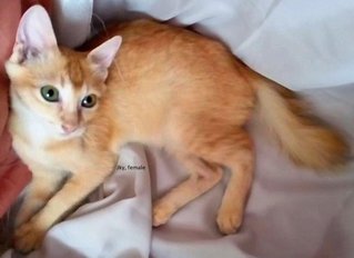 Jkids - Domestic Medium Hair Cat