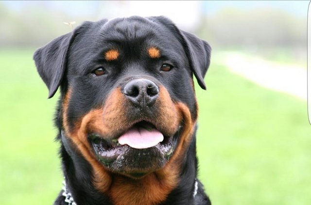 Rottweiler Semi-adult - Adoption - Rottweiler Dog