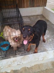 Rottweiler Semi-adult - Adoption - Rottweiler Dog