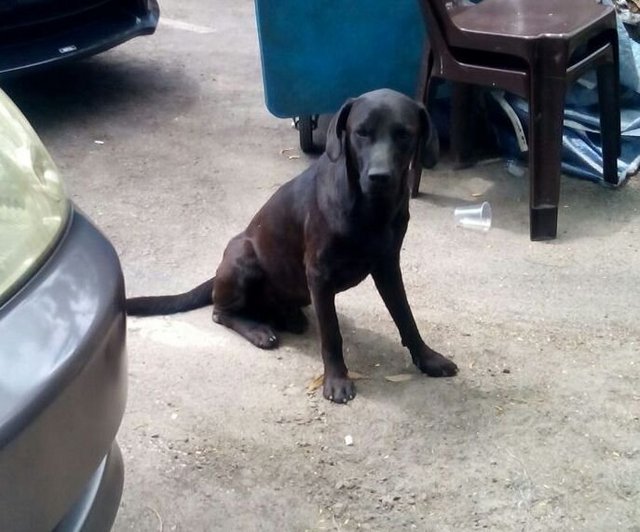 Doggie - Labrador Retriever Mix Dog