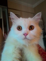 Honeygirl - Persian Cat