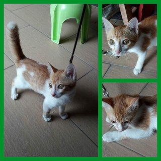 Kd - Domestic Short Hair Cat