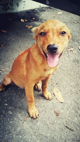 Musang King  - Mixed Breed Dog