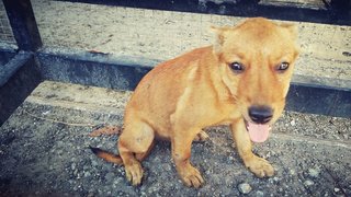 Musang King  - Mixed Breed Dog