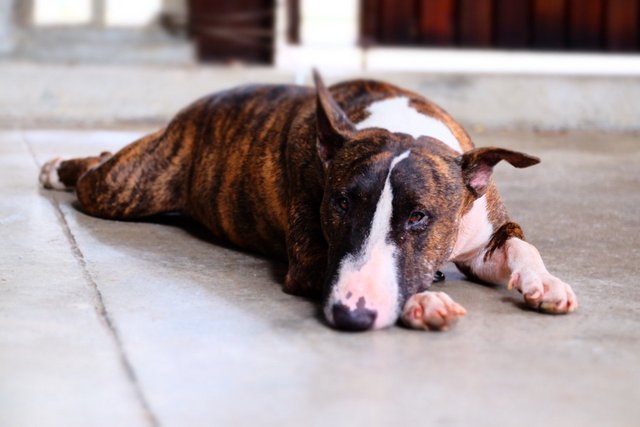 Sakaq - Bull Terrier Dog