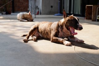 Sakaq - Bull Terrier Dog