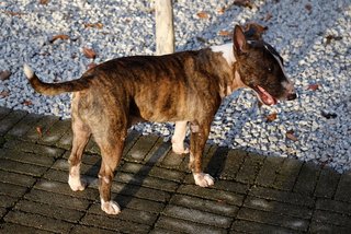 Sakaq - Bull Terrier Dog