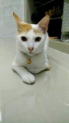 Ding Ding(Male) - Domestic Short Hair Cat