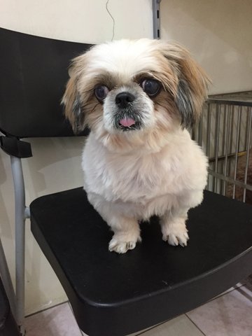 Callister - Shih Tzu Dog