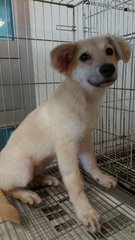 Fluffy - Mixed Breed Dog