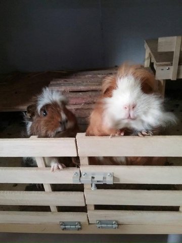 Igraine &amp; Elizabeth - Guinea Pig Small & Furry