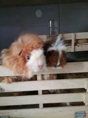 Igraine &amp; Elizabeth - Guinea Pig Small & Furry