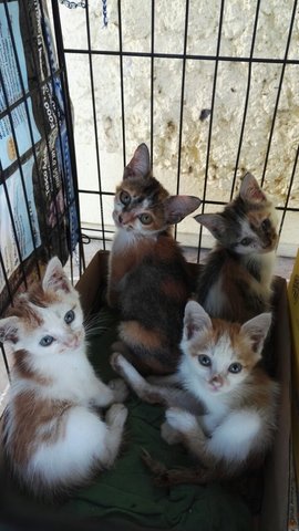 Carrot, Pumpkin, Kiwi, Lala &amp; Lulu - Domestic Medium Hair Cat