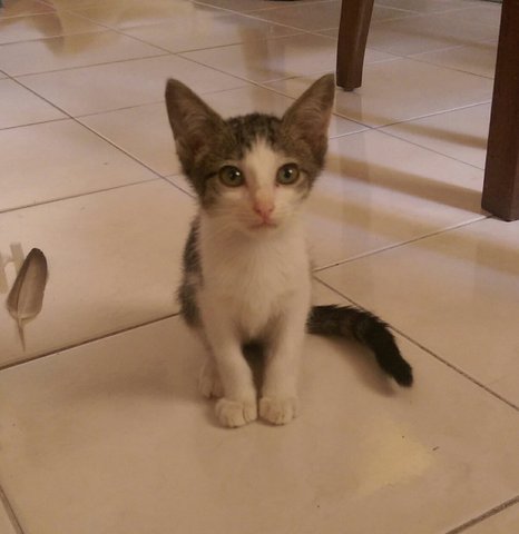 Blackwhite Kitten - Oriental Short Hair Cat