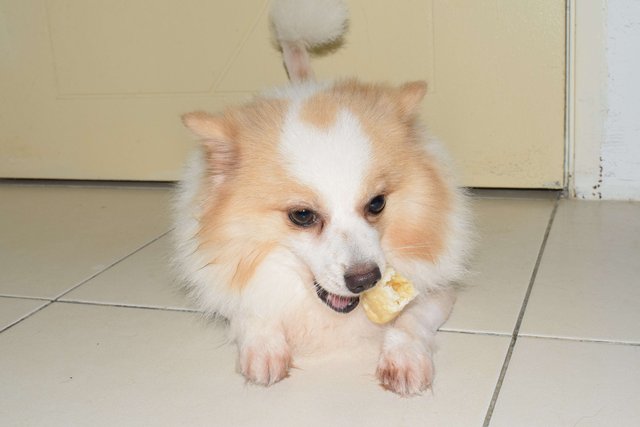 Pipi  - Pomeranian Dog