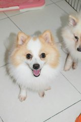 Pipi  - Pomeranian Dog