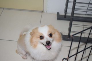 Pipi  - Pomeranian Dog