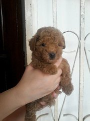 Teddy Brownie - Poodle Dog