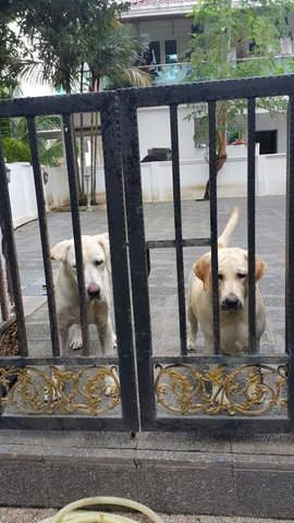 PF78381 - Labrador Retriever Dog